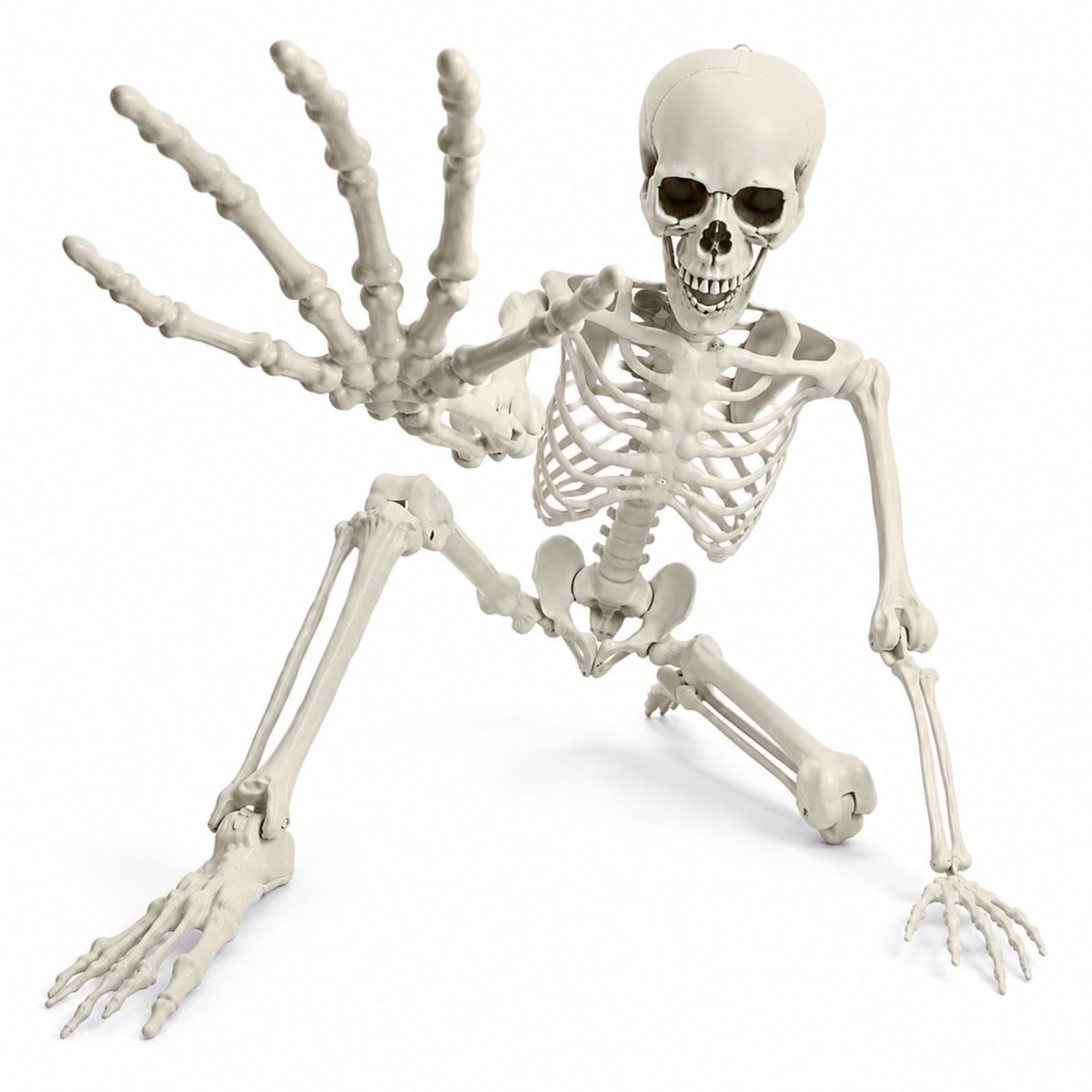 Life Size Posable Skeleton X894952