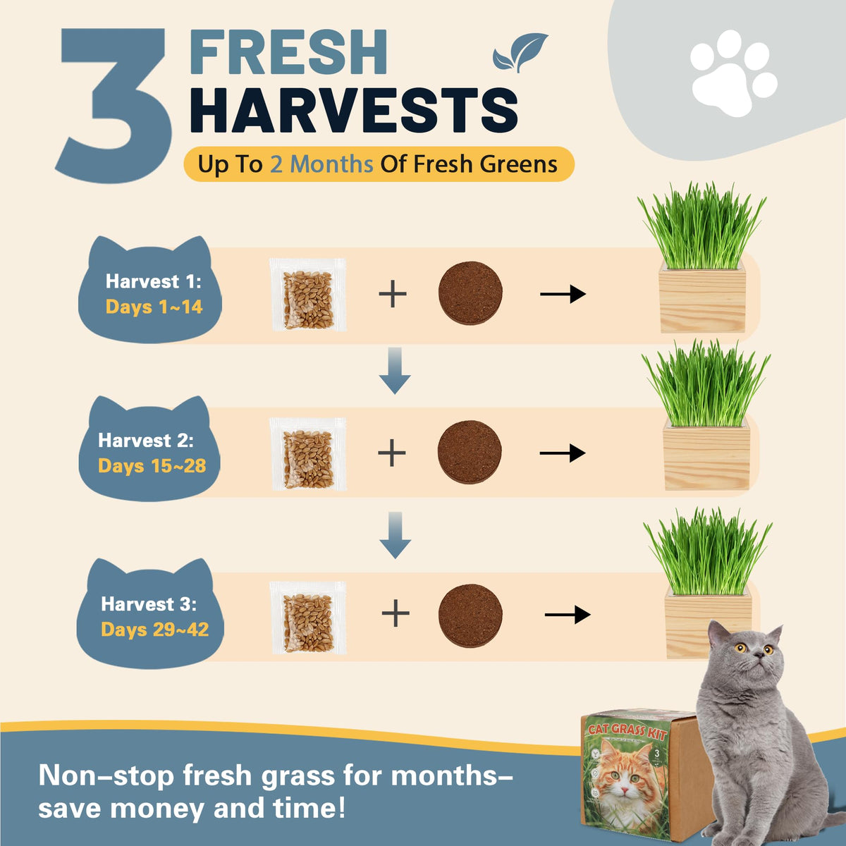 Cat Grass Growing Kit with Wooden Planter E374