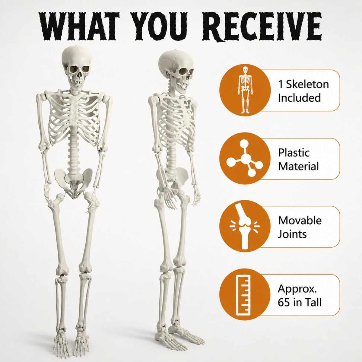 Life Size Posable Skeleton X894952