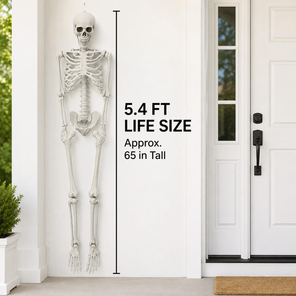 Life Size Posable Skeleton X894952