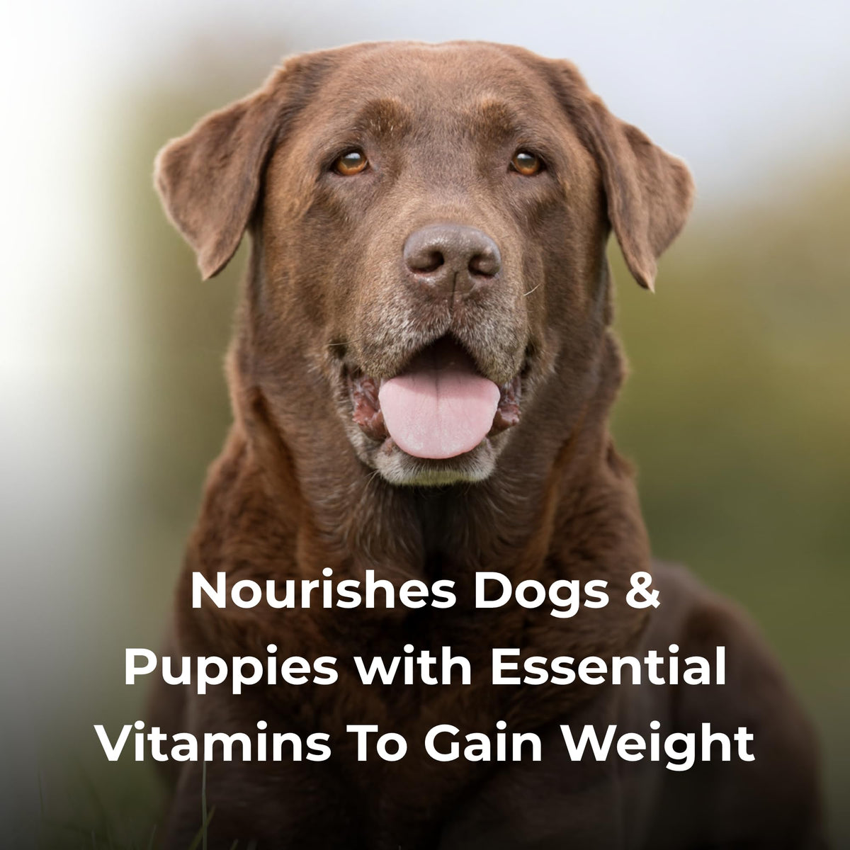 High Calorie Liquid Nutritional Supplement for Dogs & Puppies 16 oz W68294