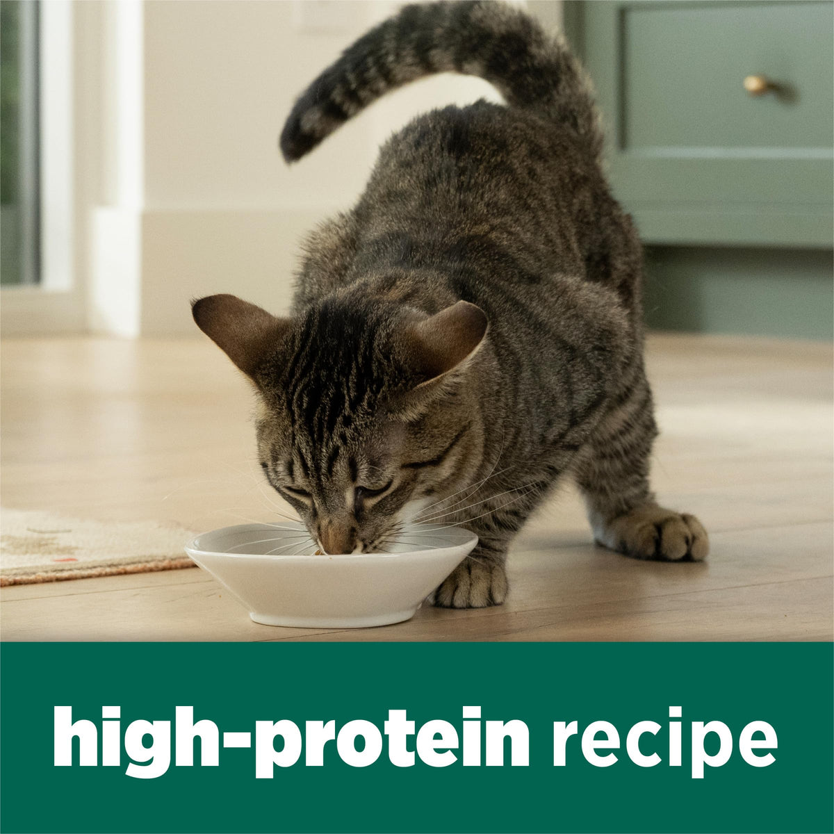 High Protein Dry Cat Food with Vitamins and Minerals 35 lb Bag S688