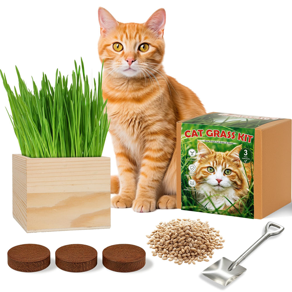 Cat Grass Growing Kit with Wooden Planter E374