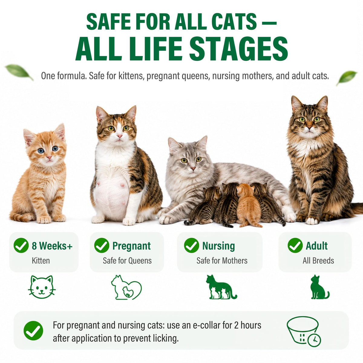 Cat Flea & Tick Topical Drops 12 Doses E437566